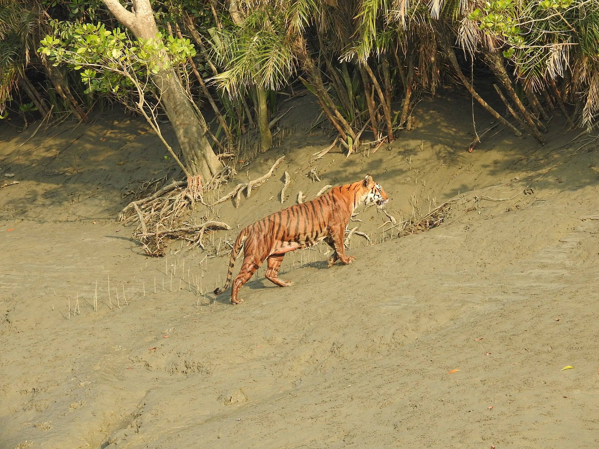 Royal Bengal Tiger swimming in Sundarbans